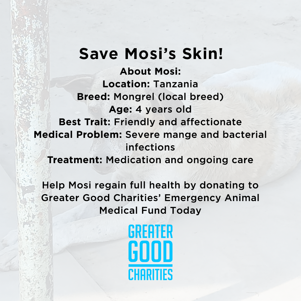 Funded - Save Mosi's Skin From Mange、mySite、camillekostekn