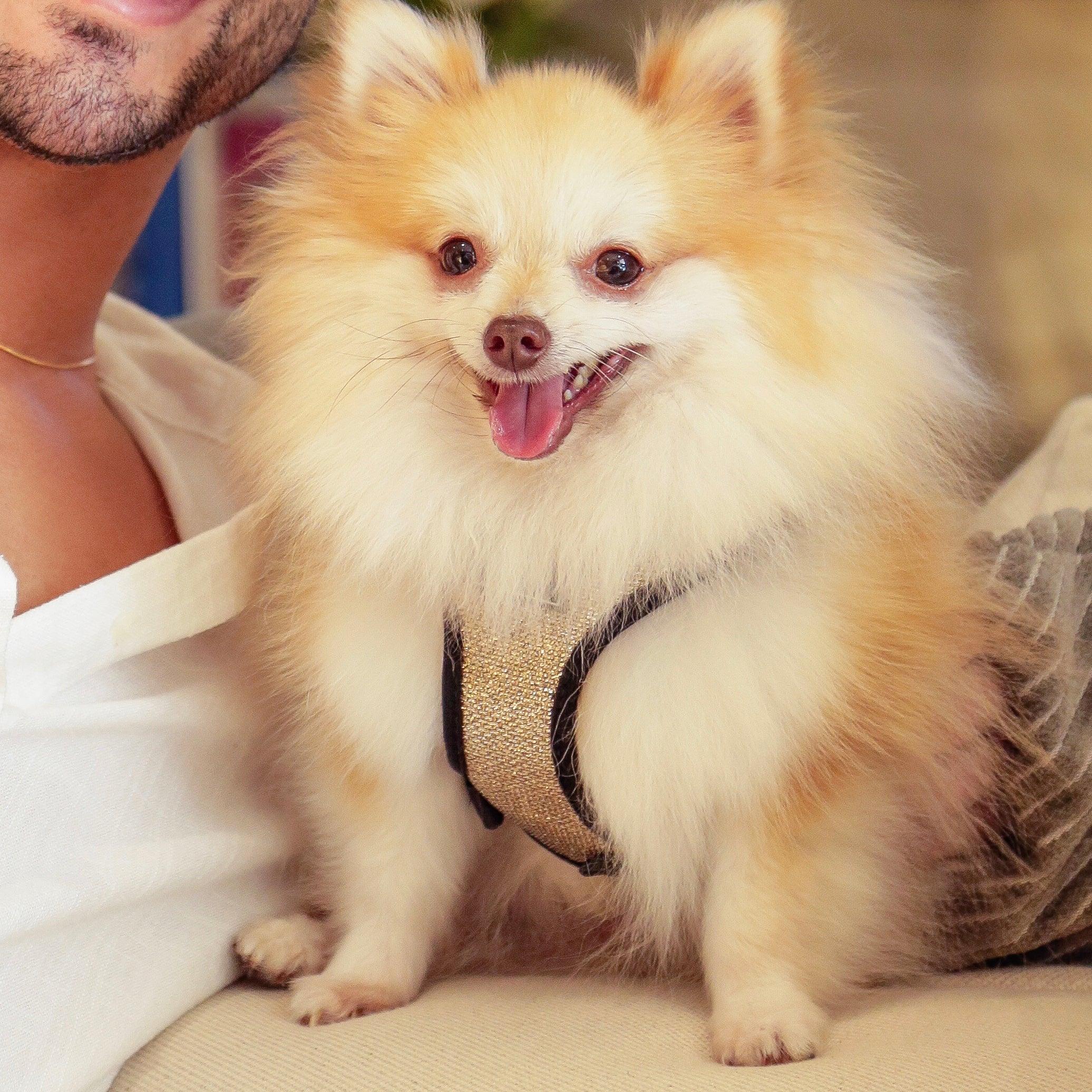 Peitoral com Guia Luxo PP - neoprene e nix、mySite、camillekostekn