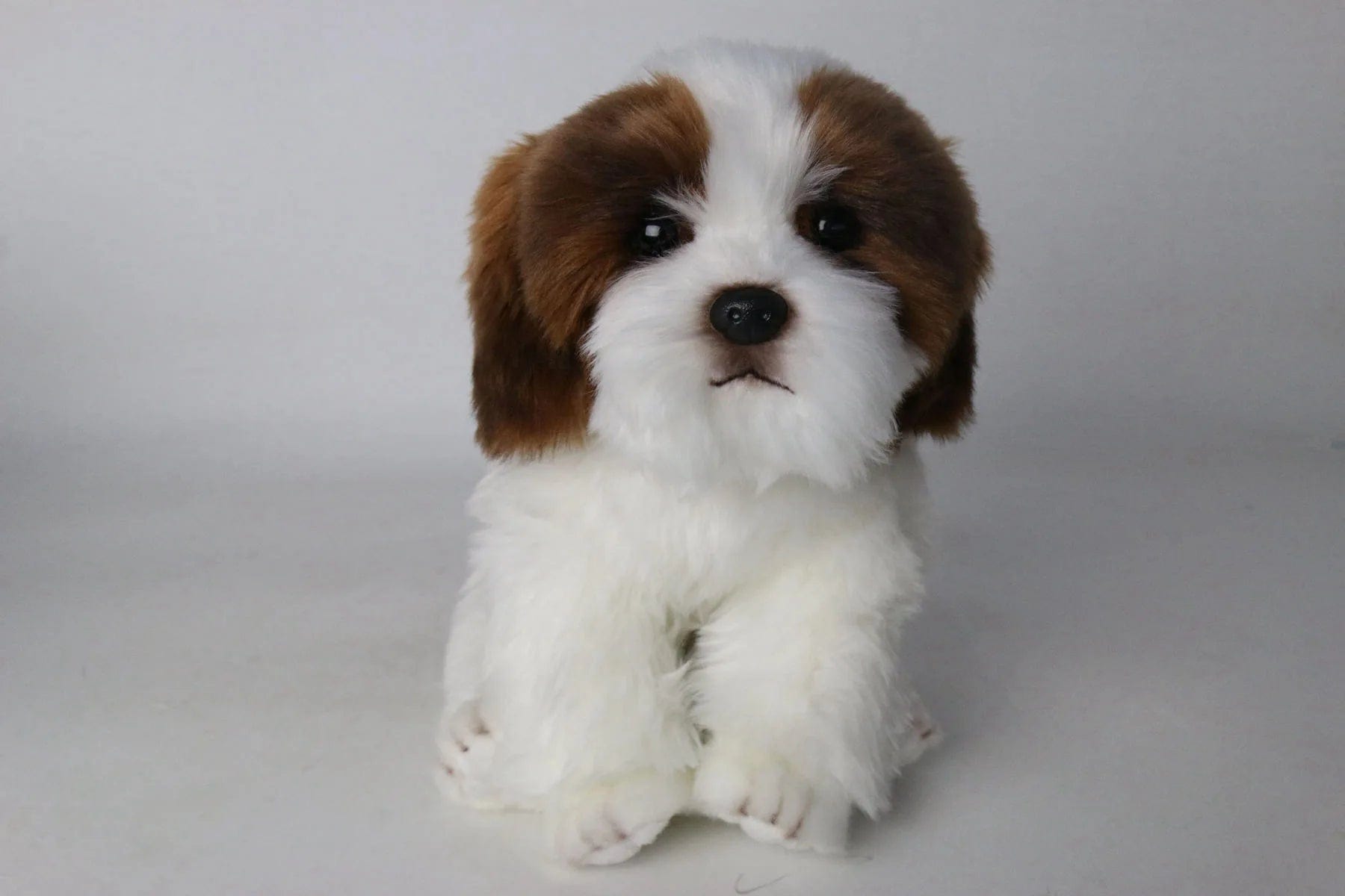 Plush Shih Tzu Puppy Brown and White、mySite、g9winljtr