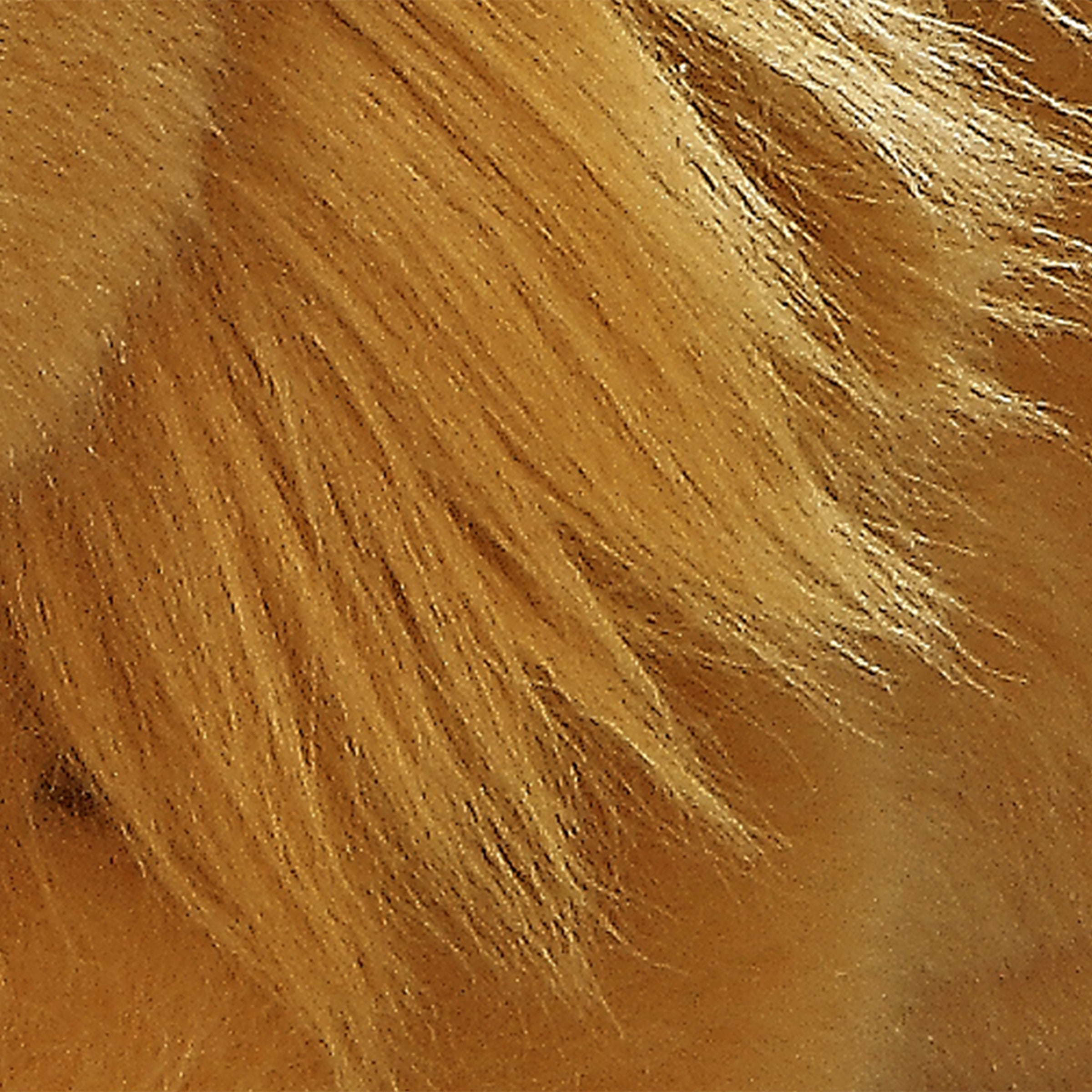 Aurora® - Miyoni® - Lion、mySite、g9winljtr