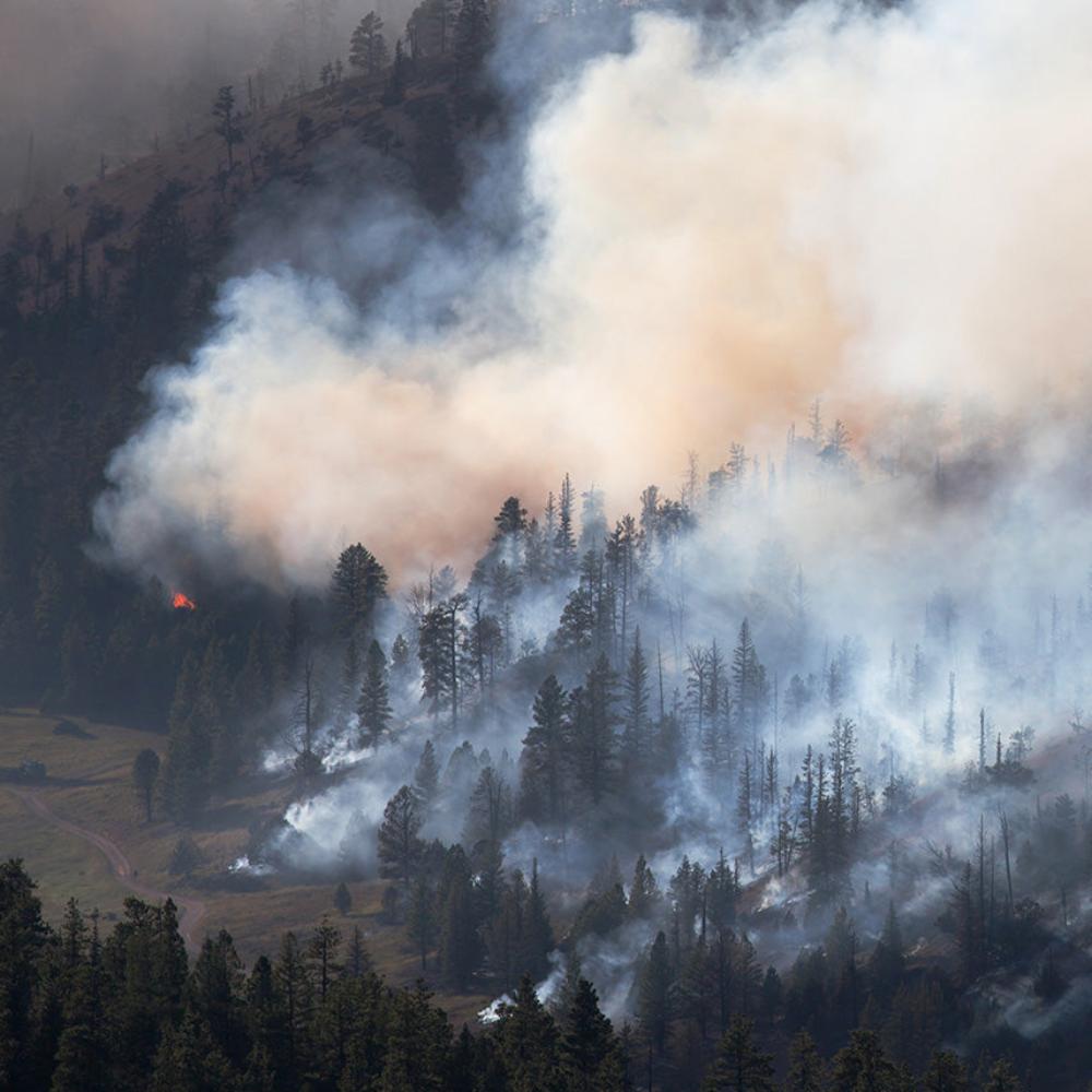 Help People and Pet Victims of Wildfires、mySite、camillekostekn