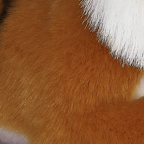 Aurora® - Miyoni® - Bengal Tiger、mySite、g9winljtr