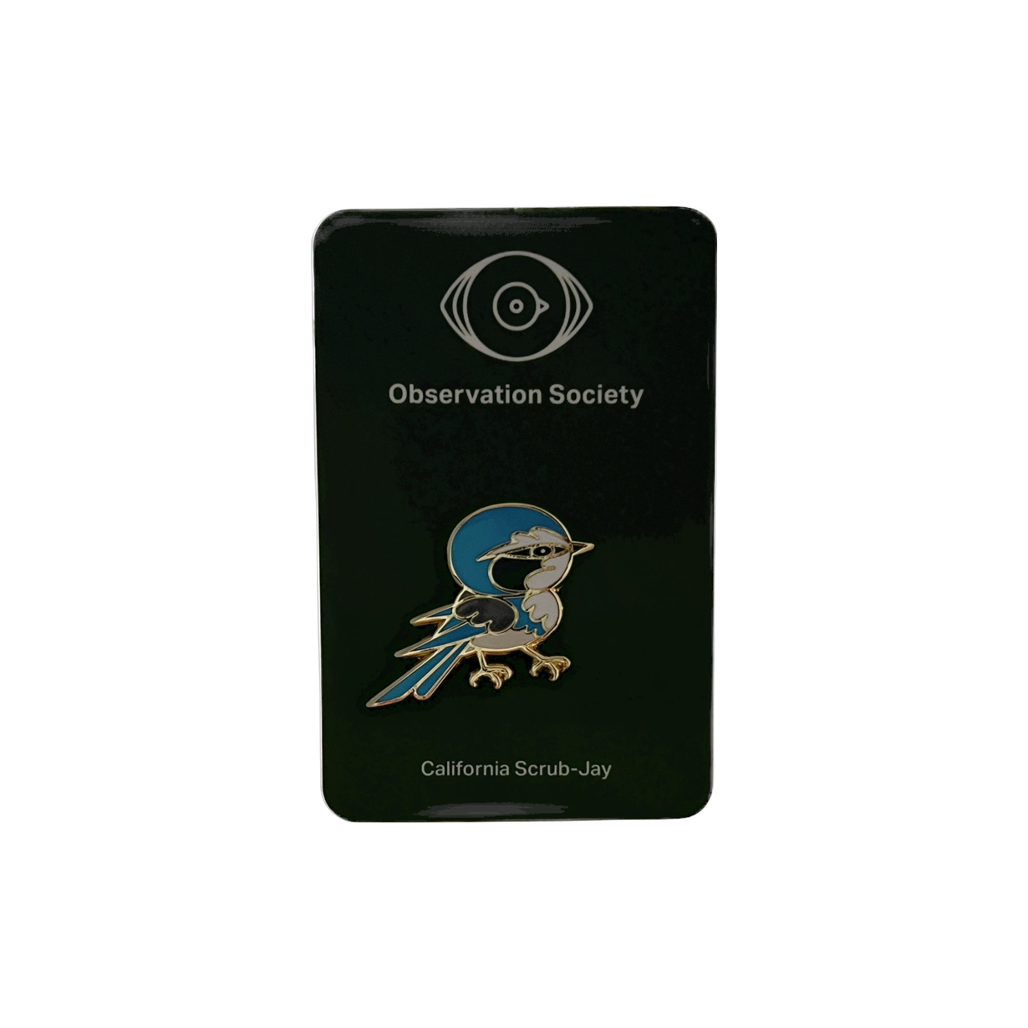 Observation - California Scrub-Jay - Pin、mySite、garagedoors4me