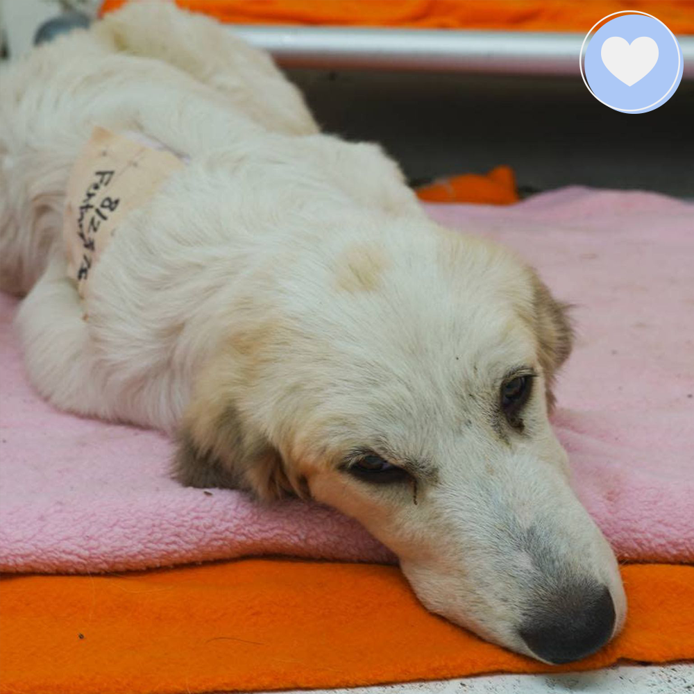 Funded - Help Heal Arthur's Broken Leg、mySite、camillekostekn