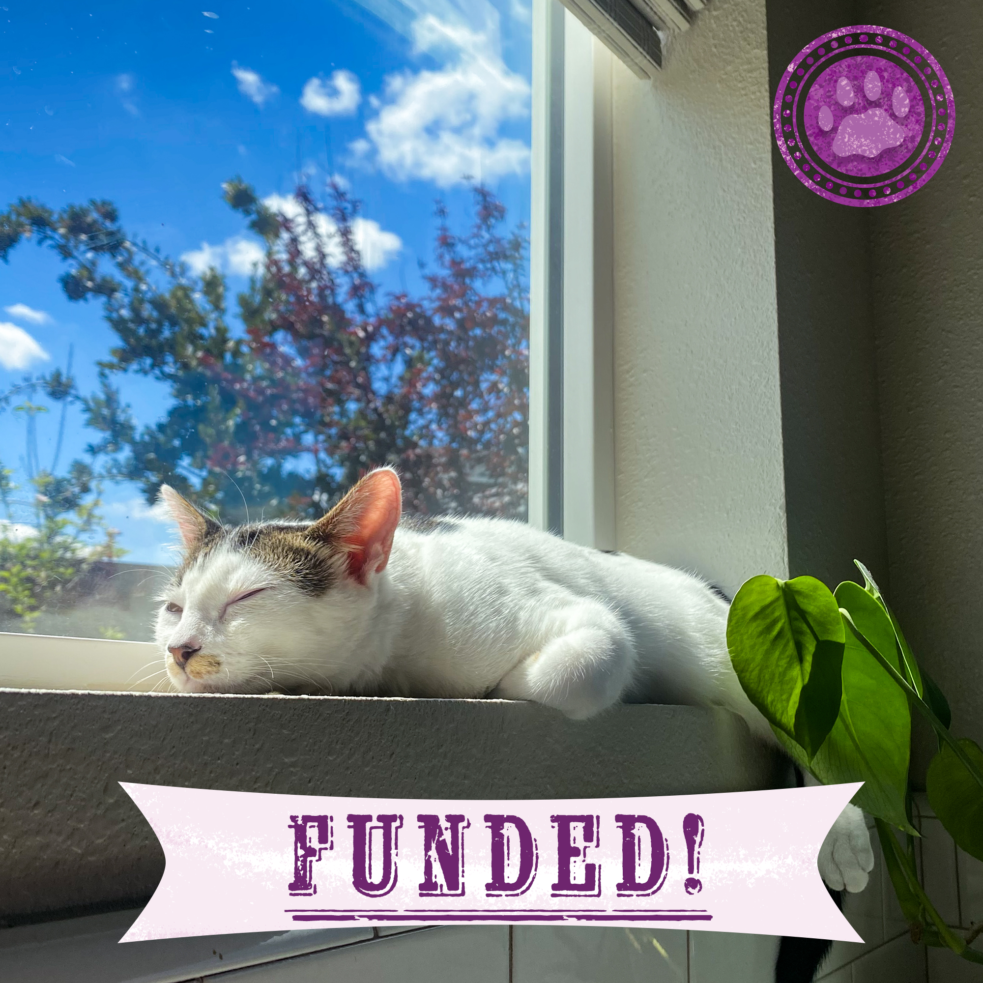 Funded: Benjamin Buttons Needs Emergency Surgery to Repair Damaged Tissue、mySite、camillekostekn