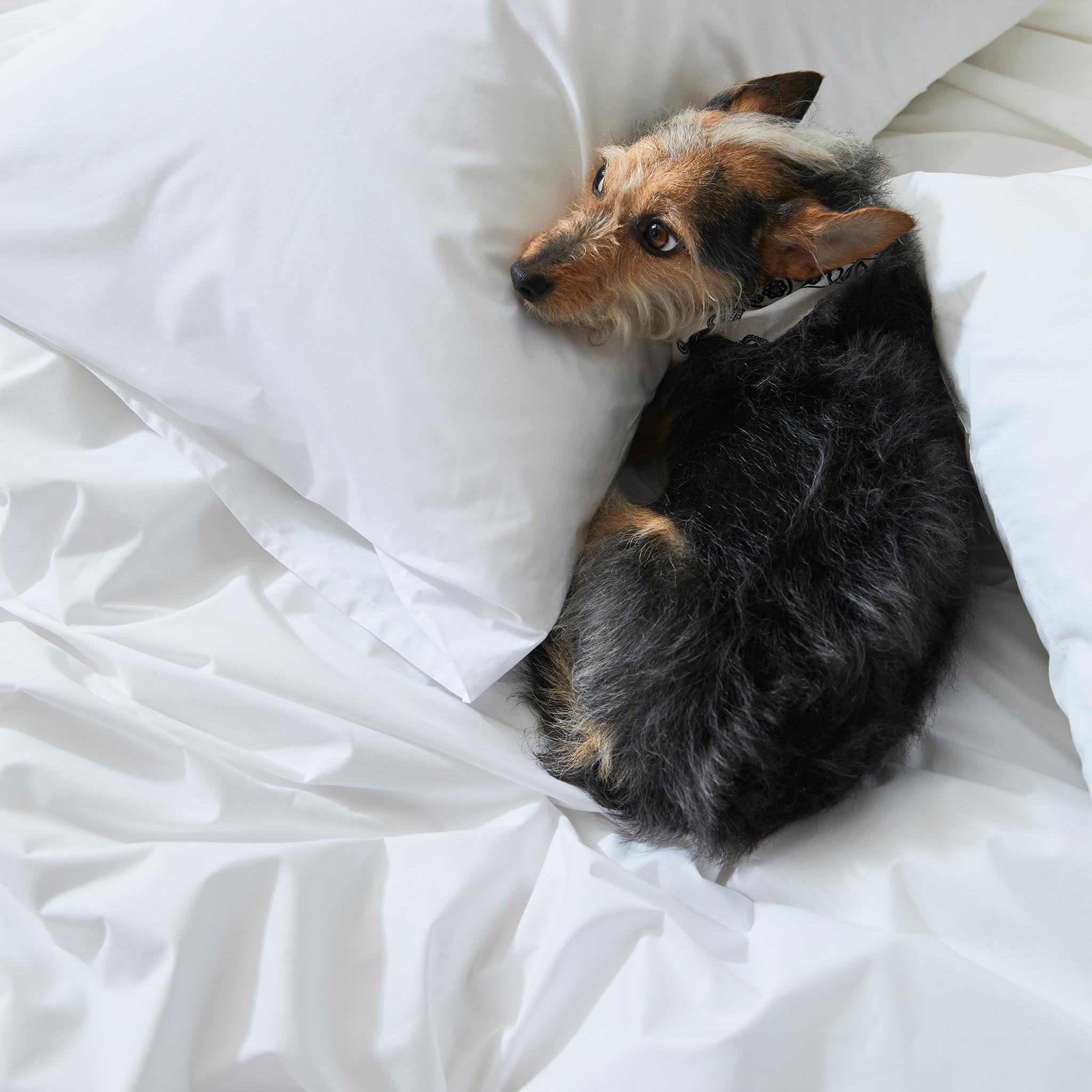  Classic Percale Core Sheet Set、mySite、sugarbowlscore