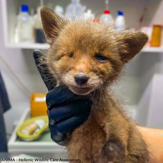 Funded: Emaciated, One-Eyed Fox Cub Needs Love & Care、mySite、camillekostekn