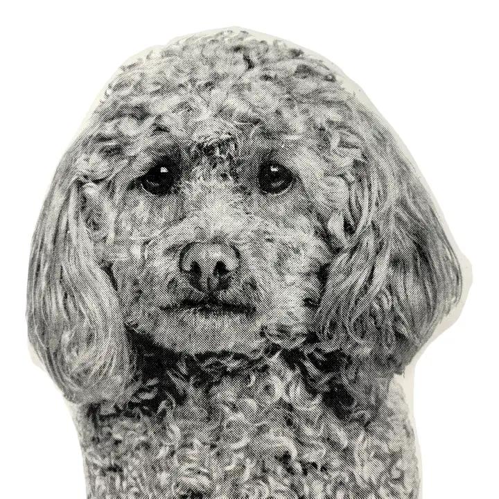 Poodle Pillow、mySite、g9winljtr