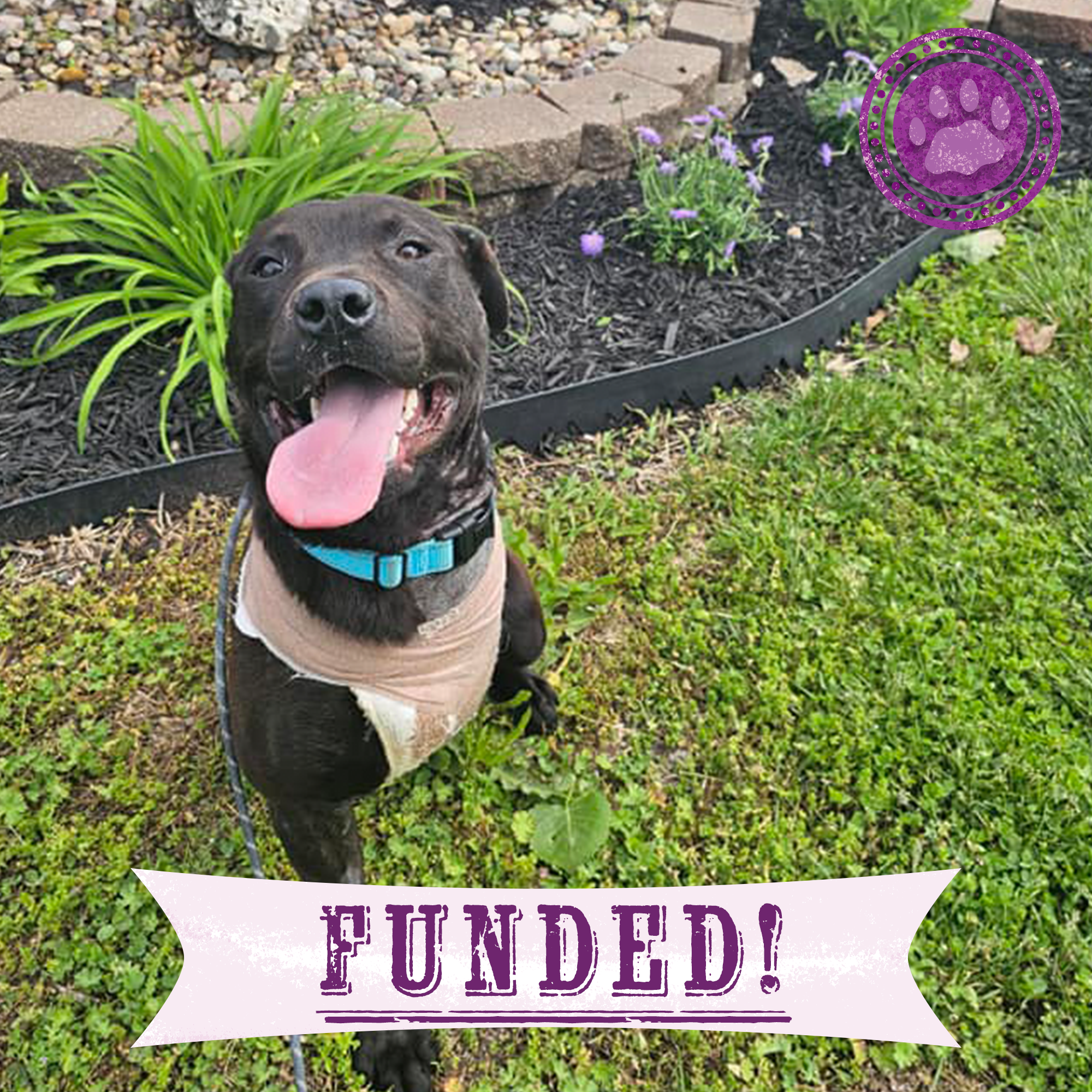 Funded: Help Three-Legged Morpheus Thrive、mySite、camillekostekn