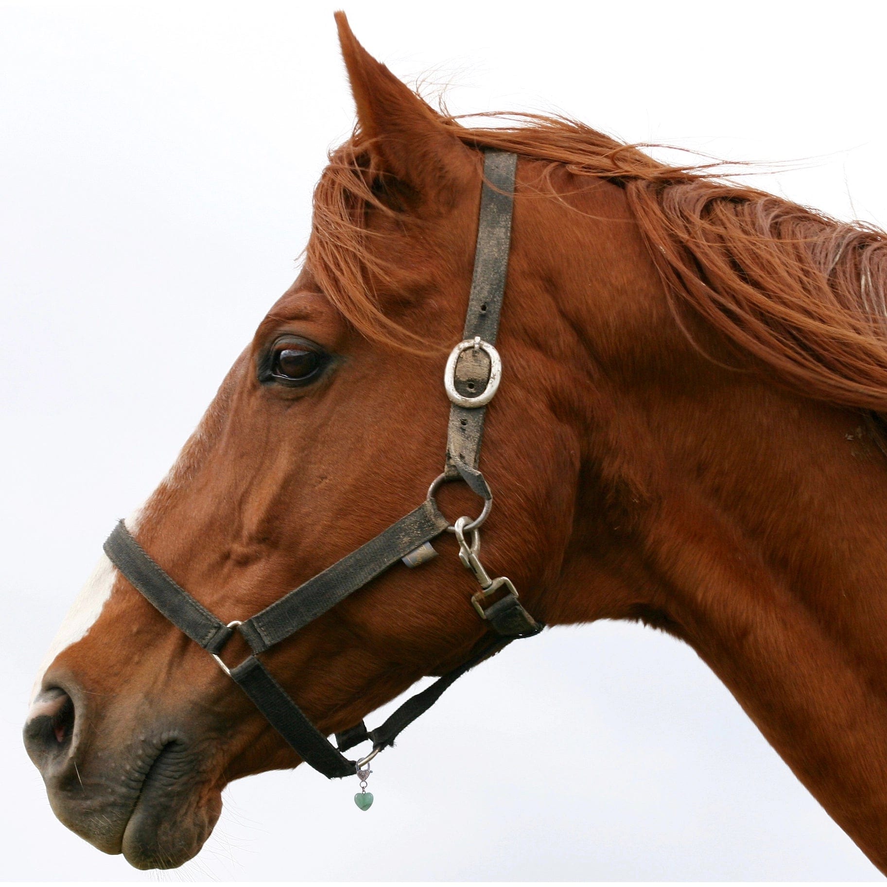 Healing Crystal Pet Charm Amethyst Pet Pendant- Protection、mySite、g9winljtr