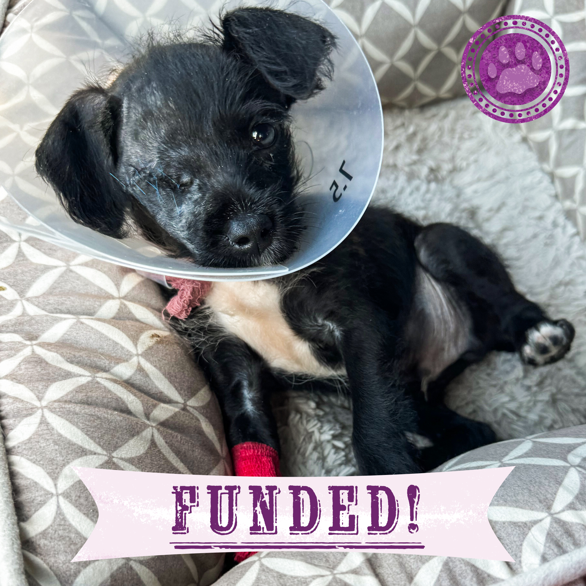 Funded: Help Plankton See a Brighter Future、mySite、camillekostekn