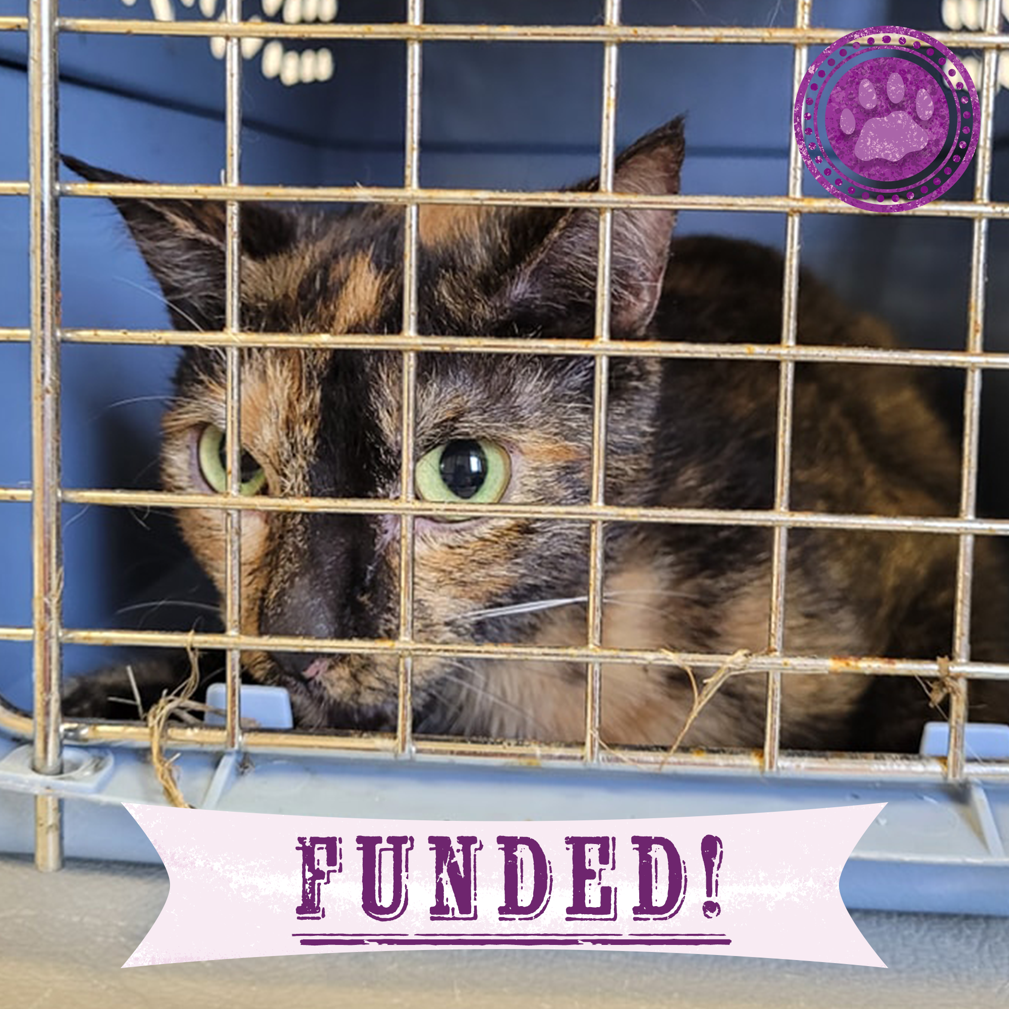 Funded: Help 20 Neglected Cats, Abandoned in Squalid House、mySite、camillekostekn