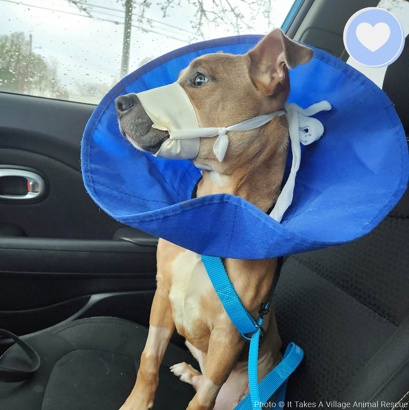 Funded - Help Spiderman Recover After Being Hit by a Car、mySite、camillekostekn