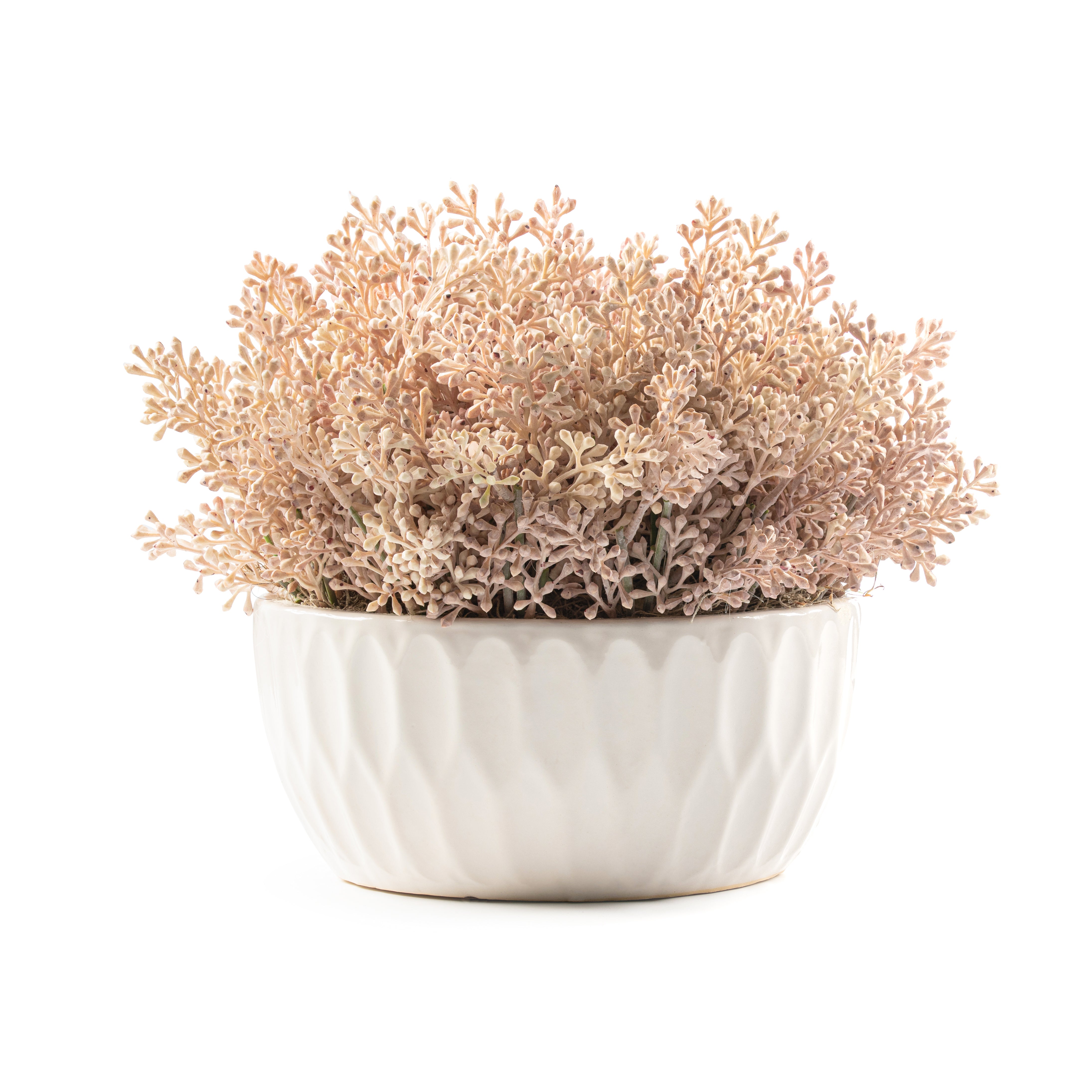  DH Pell Textured Pink Seed Arrangement、mySite、elrpsem3k