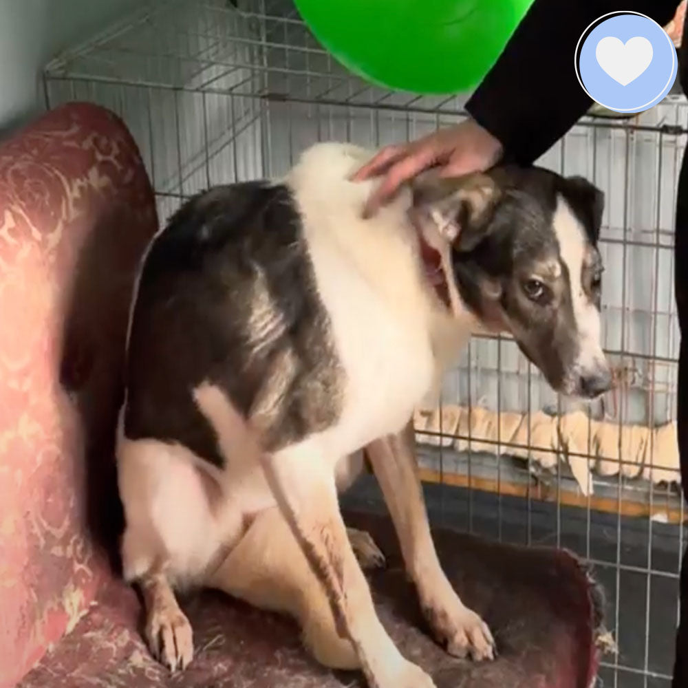 Funded: Petty Was Shot On The Frontlines and Needs Our Care、mySite、camillekostekn