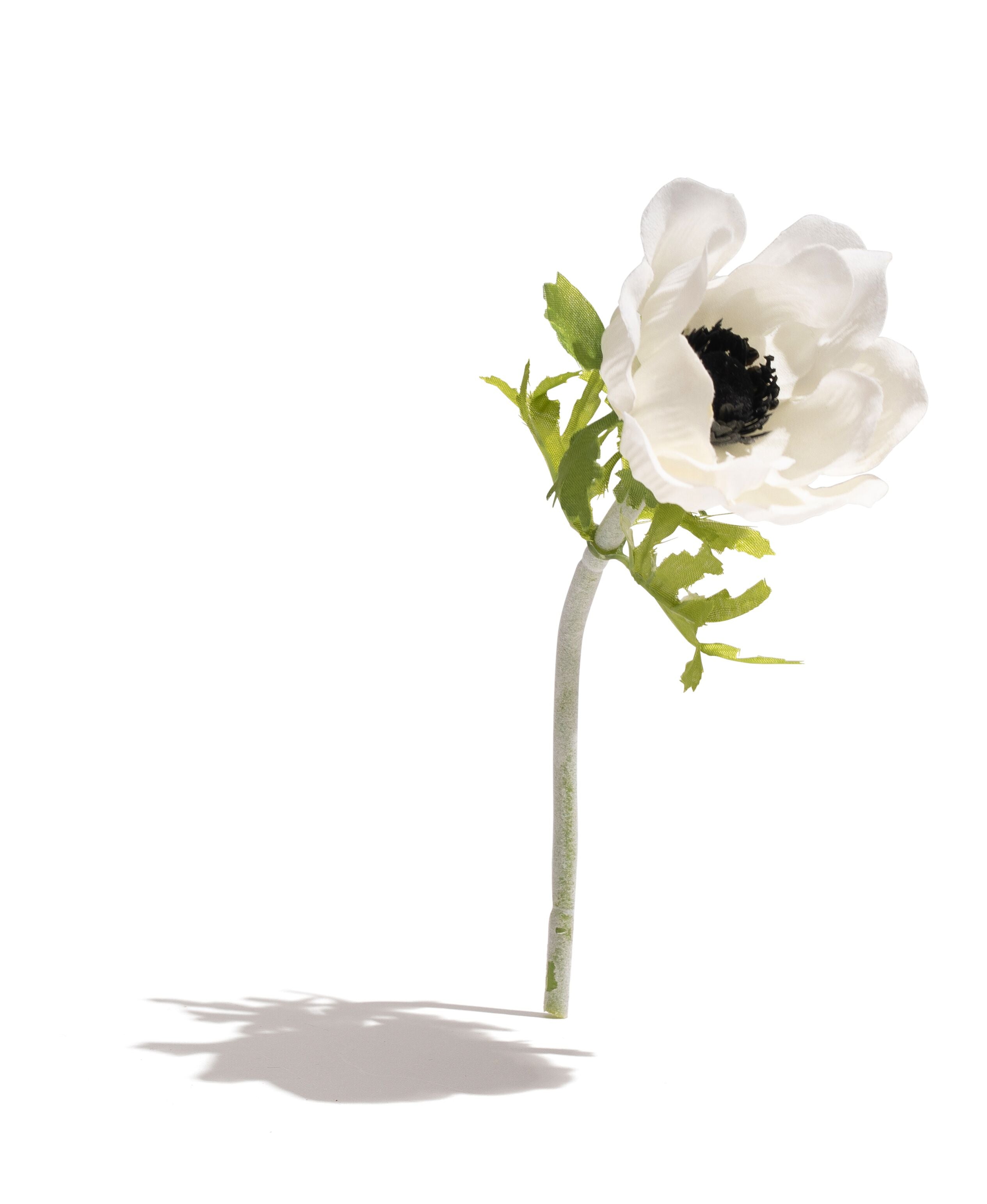  Anemone Floral、mySite、elrpsem3k