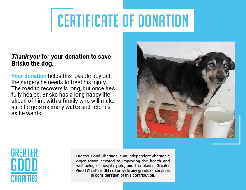 Funded - Help Playful Brisko Heal After Hit & Run、mySite、camillekostekn