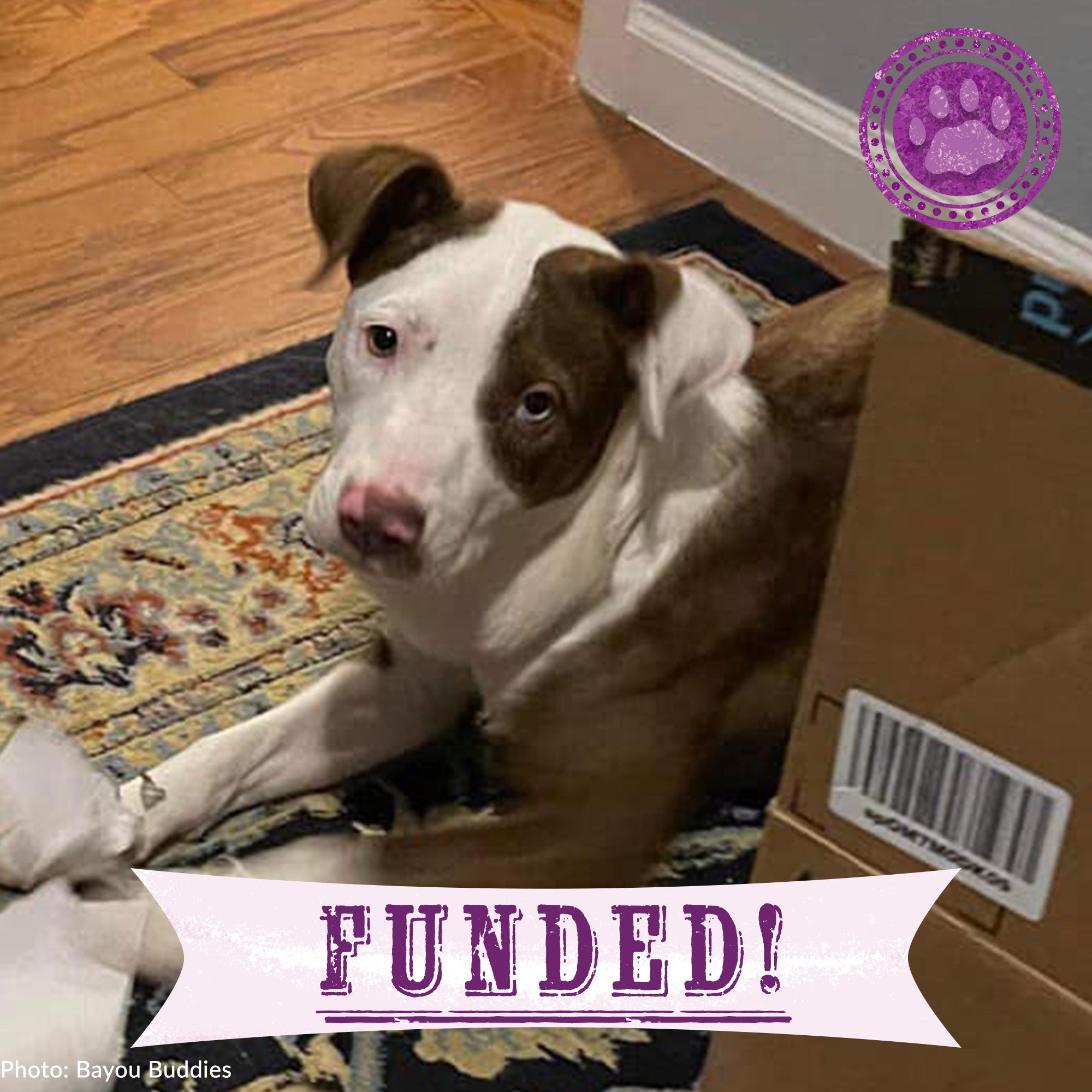 Funded: Help Polly Heal in Peace、mySite、camillekostekn