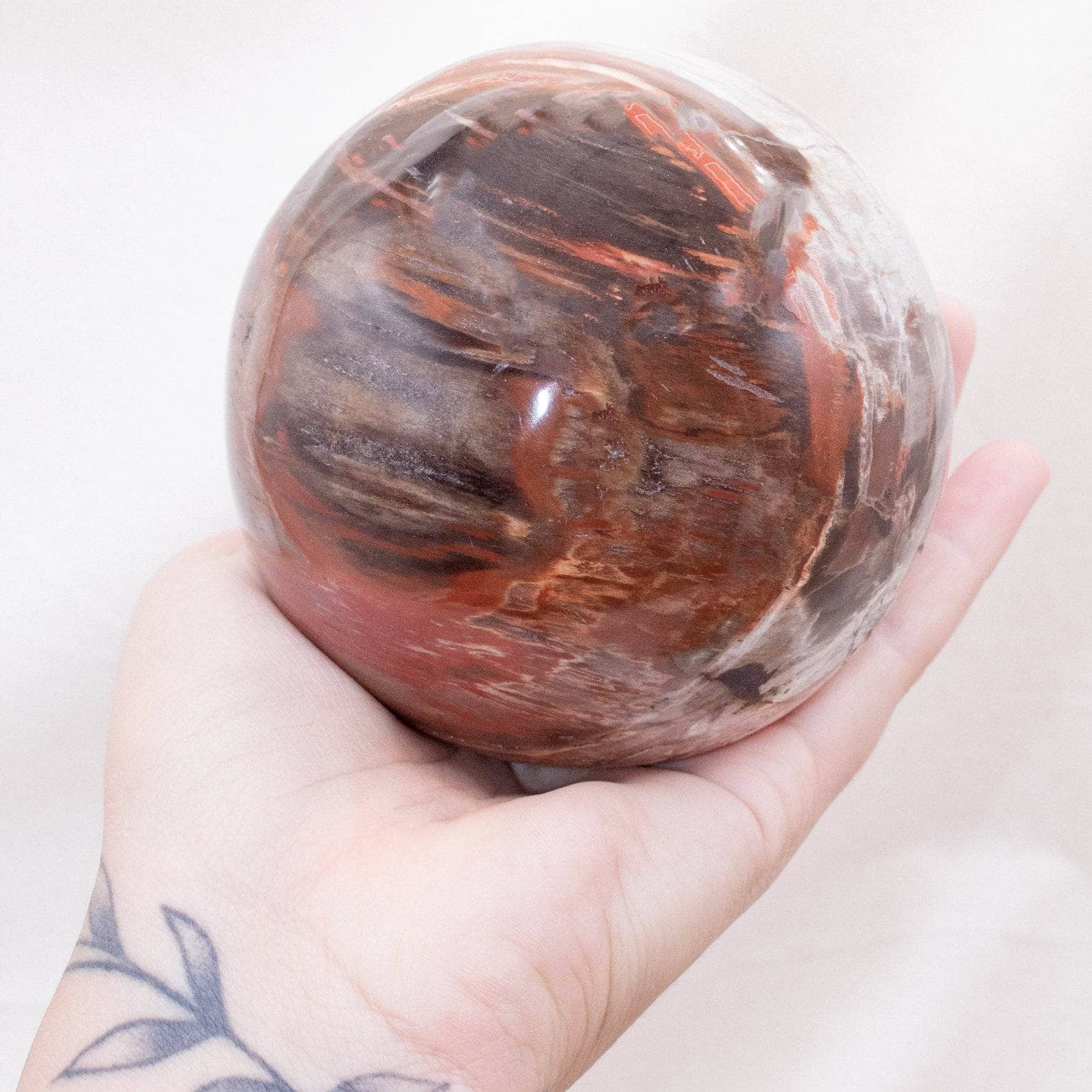 Petrified Wood Sphere - AAA Premium Quality、mySite、hinf8tx79