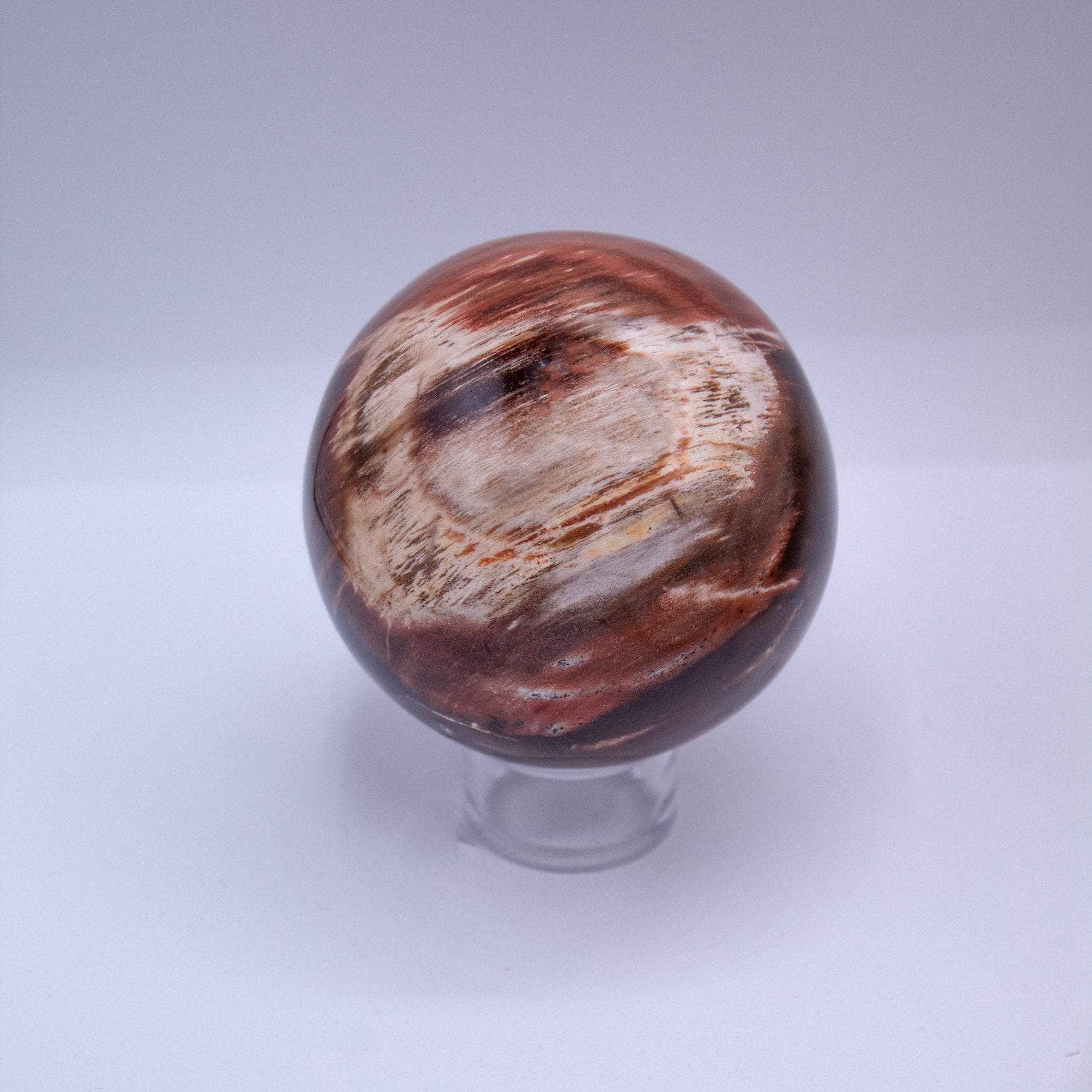 Petrified Wood Sphere - AAA Premium Quality、mySite、hinf8tx79