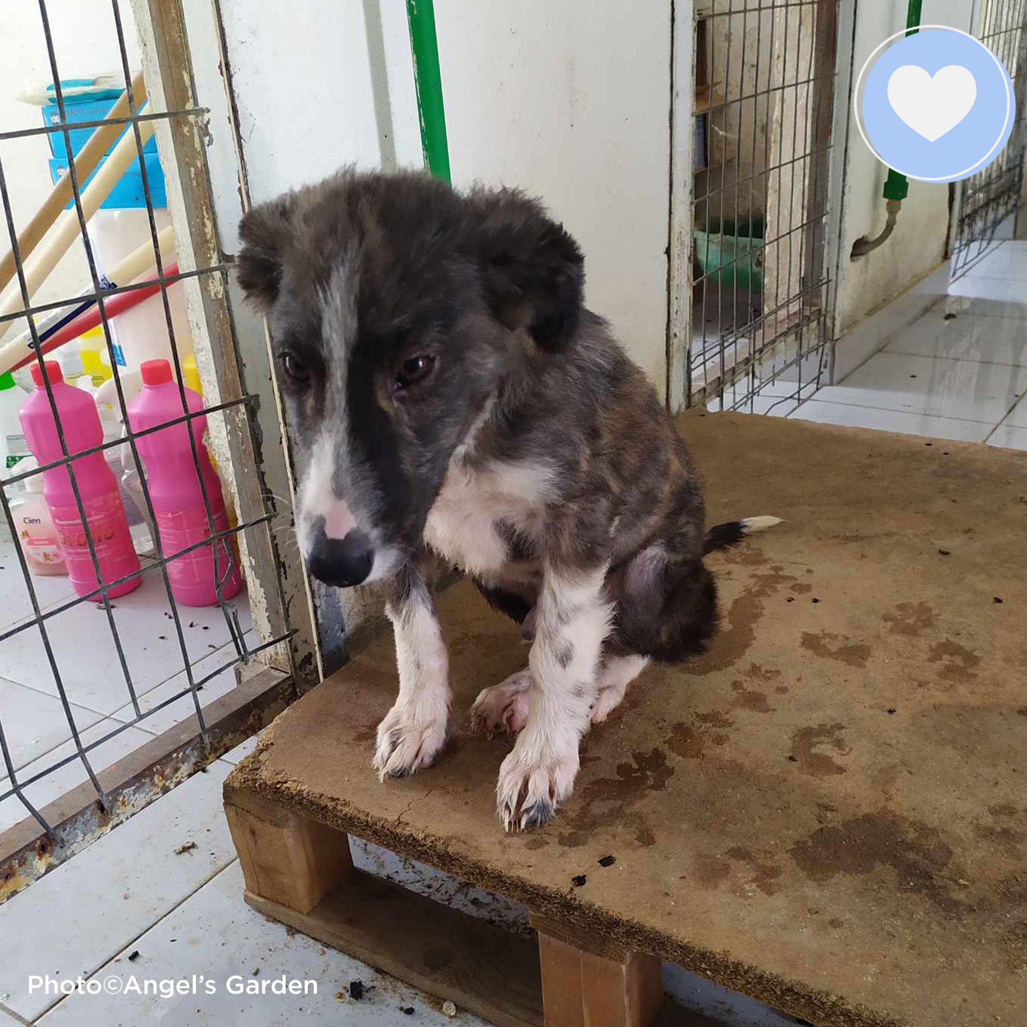 Funded: Helios Needs You to Beat Malnourishment and Neglect、mySite、camillekostekn