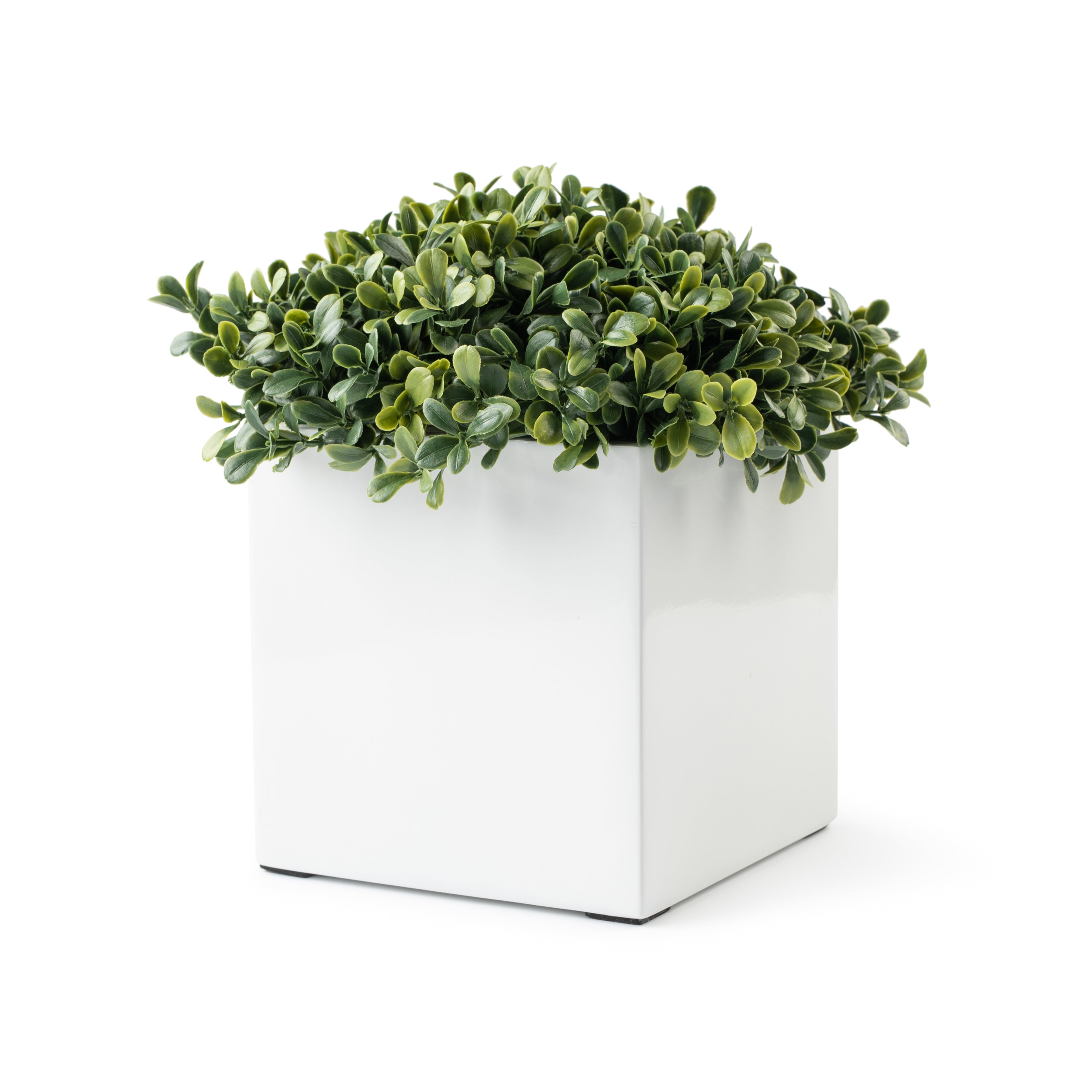  DH Mini White Square Boxwood Pot、mySite、elrpsem3k