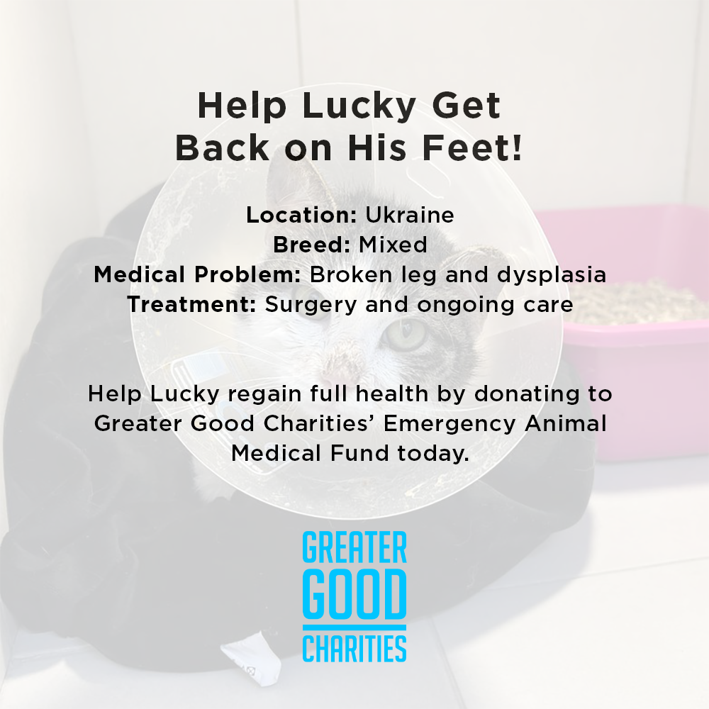 Funded: Help Lucky Get Back on His Feet、mySite、camillekostekn