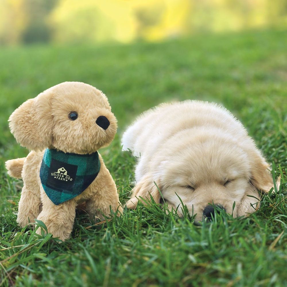 8 in. Golden Dog Farm Puppy, Green Buffalo、mySite、pszhyizbm