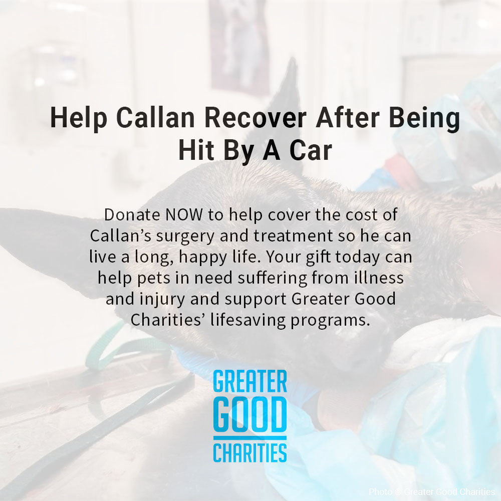 Funded: Help Callan Recover After Being Hit By A Car、mySite、camillekostekn