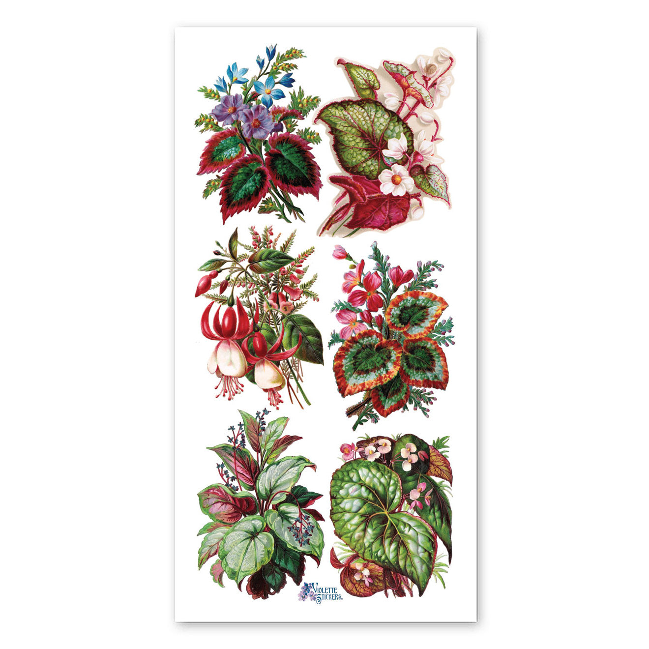  Exotic Plants Stickers、mySite、ghnorth