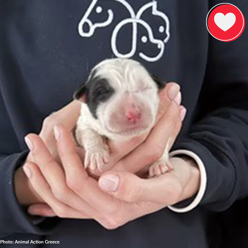 Funded: Help Zeus Get The Nutrition He Needs To Grow Big & Strong、mySite、camillekostekn