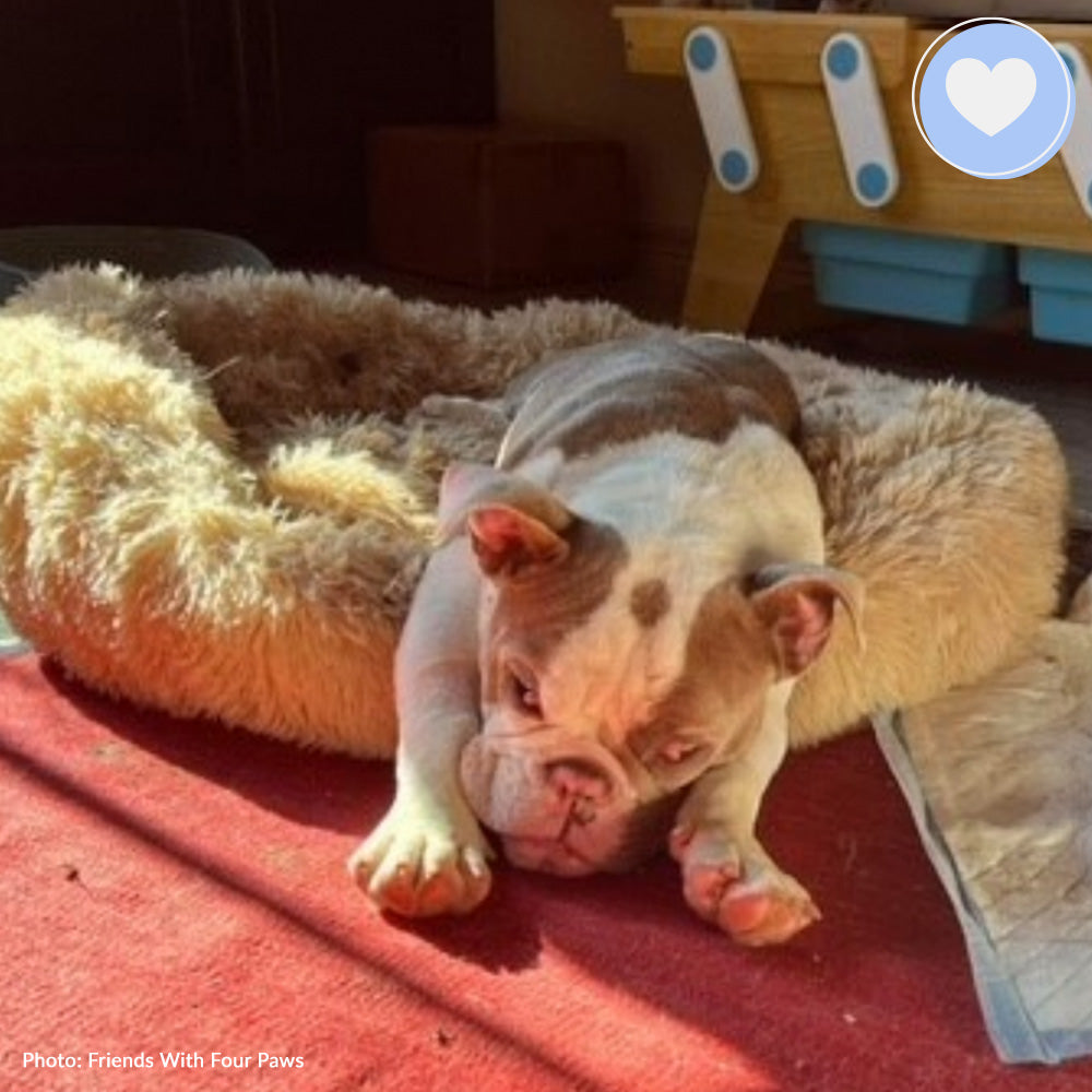 Funded: Help Heal Tonka’s Eyes So He Can See a Brighter Future、mySite、camillekostekn