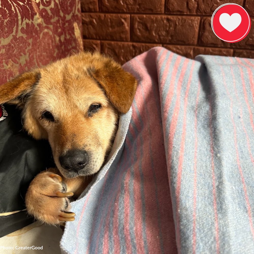 Funded: Senior Dog Abandoned Near Frontlines Needs Your Support、mySite、camillekostekn