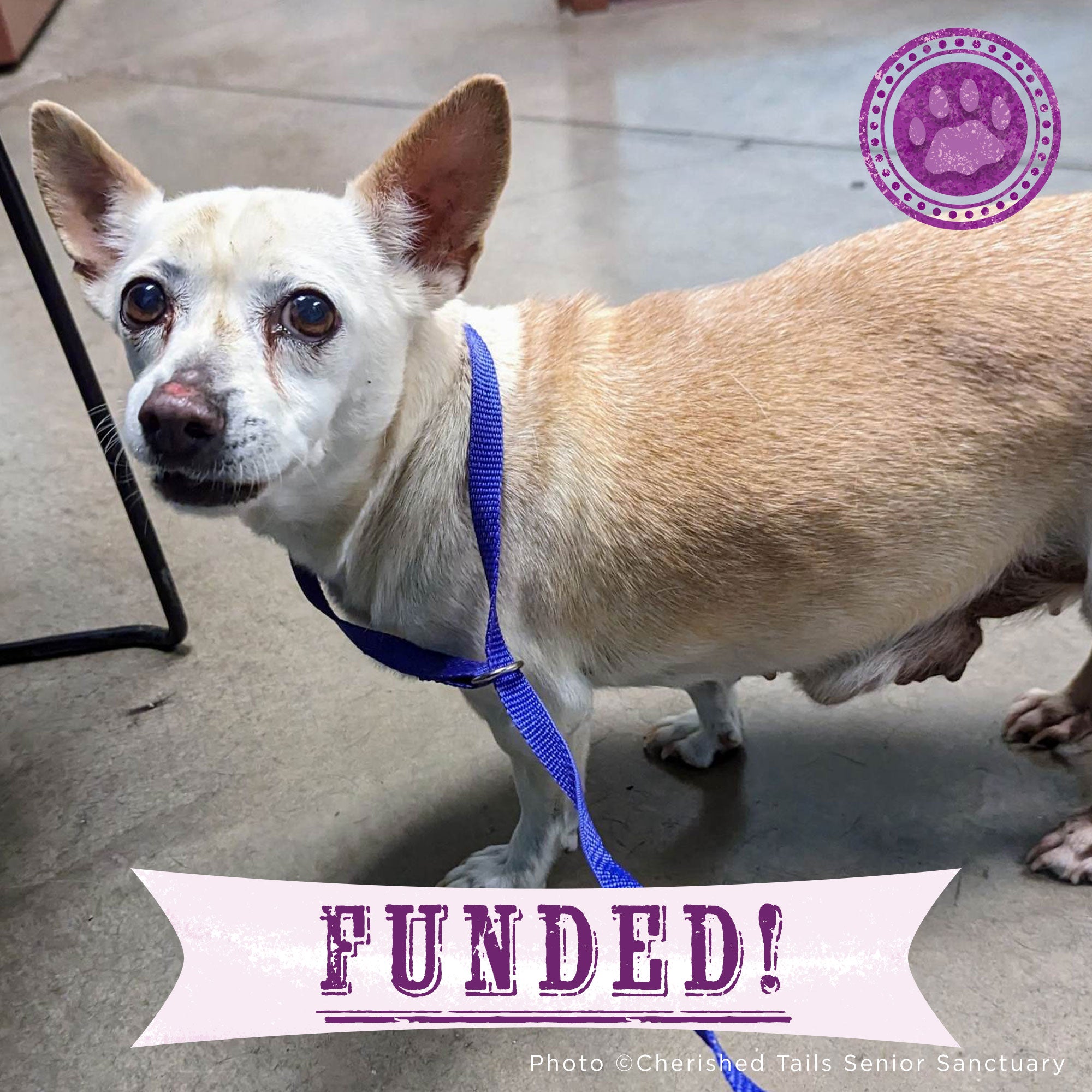 Funded - Help Lacey Live Cancer-Free、mySite、camillekostekn