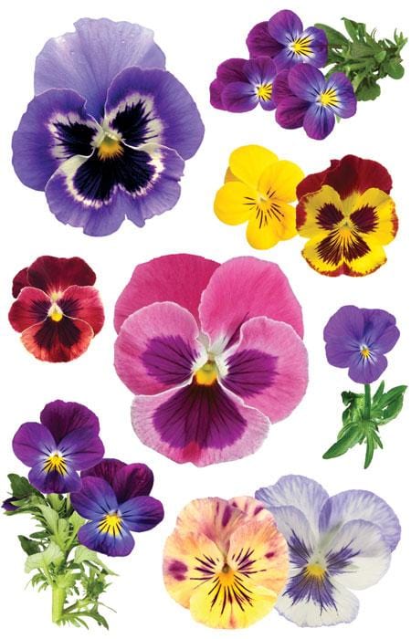  Scrapbook Stickers - 3D Pansies、mySite、ghnorth
