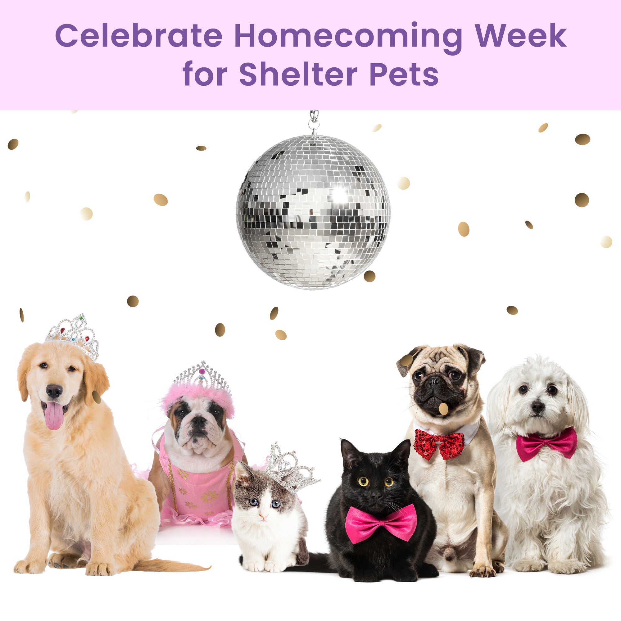 Help Shelter Pets Get Ready for Their Homecoming、mySite、camillekostekn