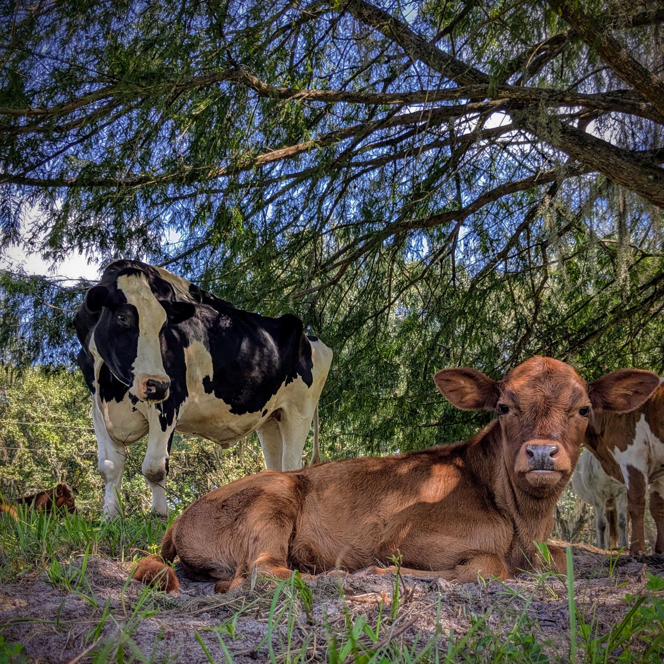 Cow Cuddle EXPERIENCES Gift Certificate-Great Gift Idea!、mySite、g9winljtr