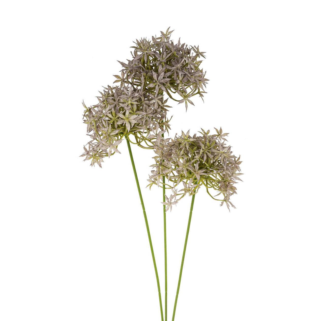  Allium Floral Spray、mySite、elrpsem3k