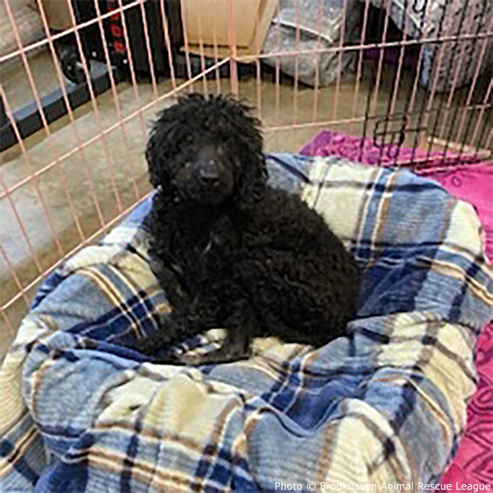 Funded: Help Fearless Flint Regain His Strength After Malnourishment、mySite、camillekostekn