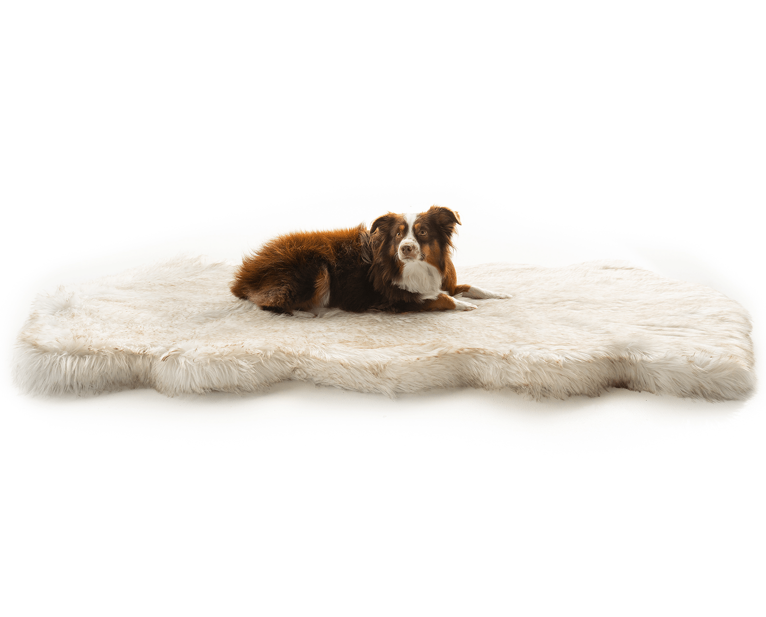 PupRug™ Runner Faux Fur Memory Foam Dog Bed - Curve White with Brown Accents、mySite、solidvoid