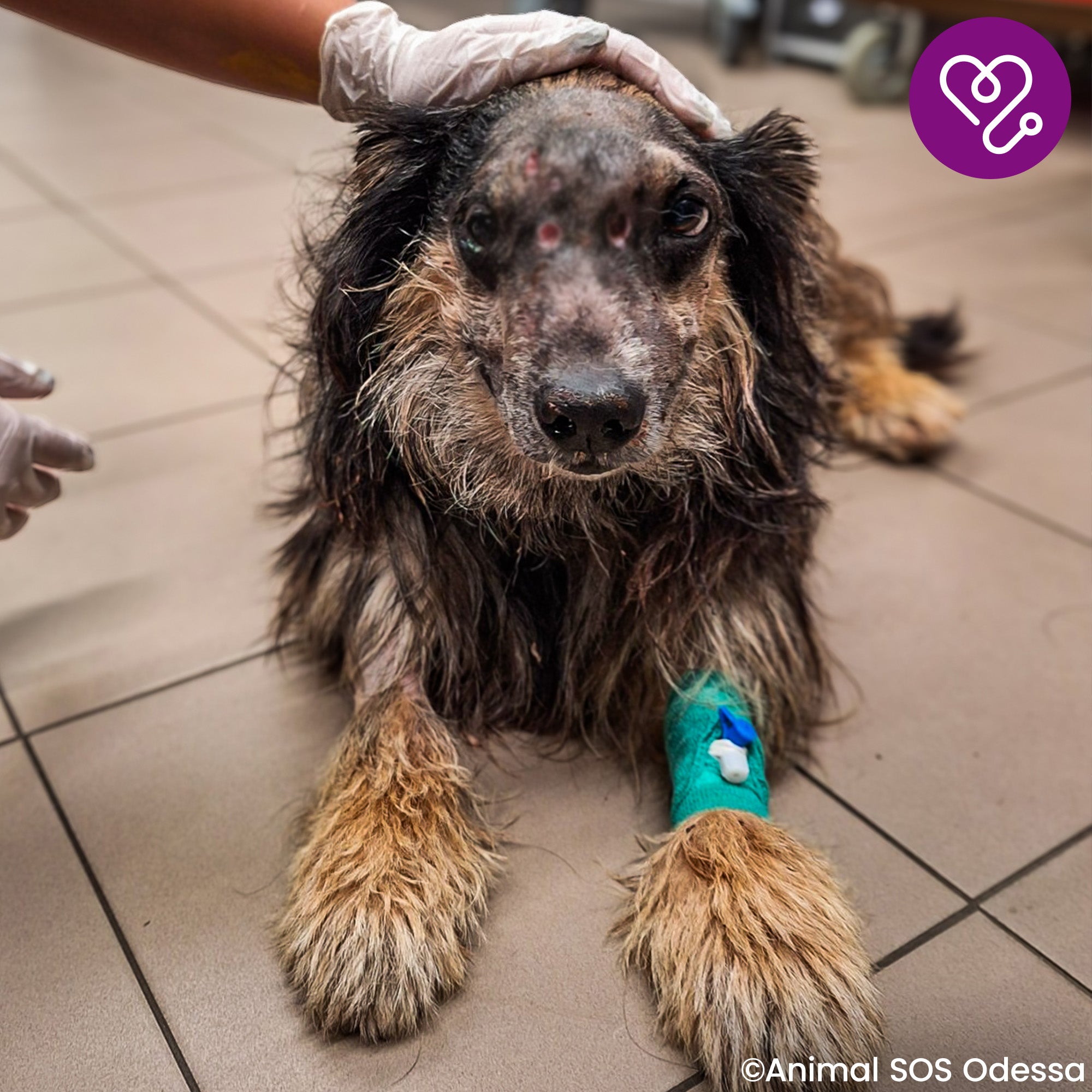 Funded: Help Mark Beat Disease、mySite、camillekostekn