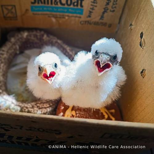 Wildlife Rescued From Fires Need Care and Support to Be Released、mySite、camillekostekn