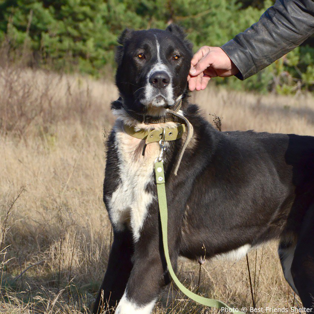 Funded: Help Fix Sorbona’s Broken Leg、mySite、camillekostekn