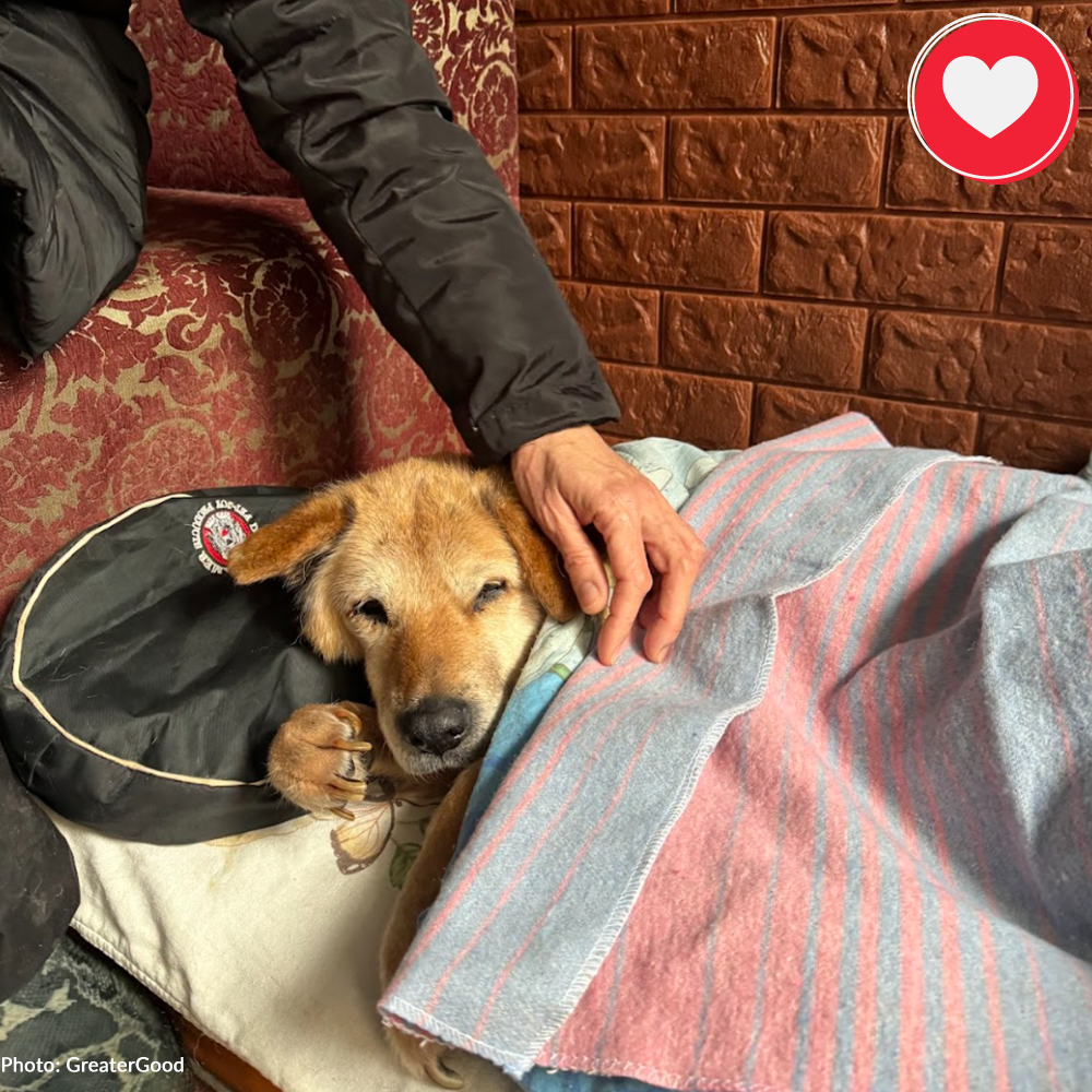 Funded: Senior Dog Abandoned Near Frontlines Needs Your Support、mySite、camillekostekn