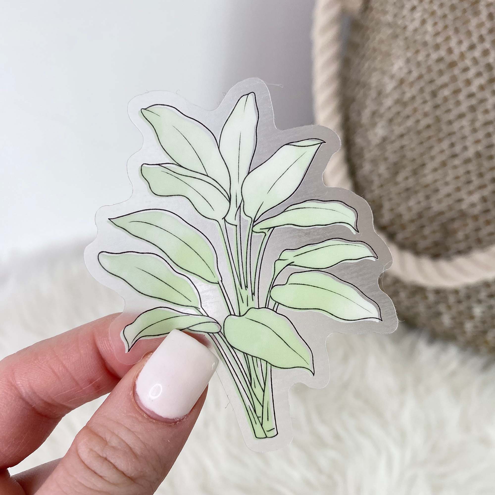  Dumb Cane Watercolor - Clear Sticker、mySite、ghnorth