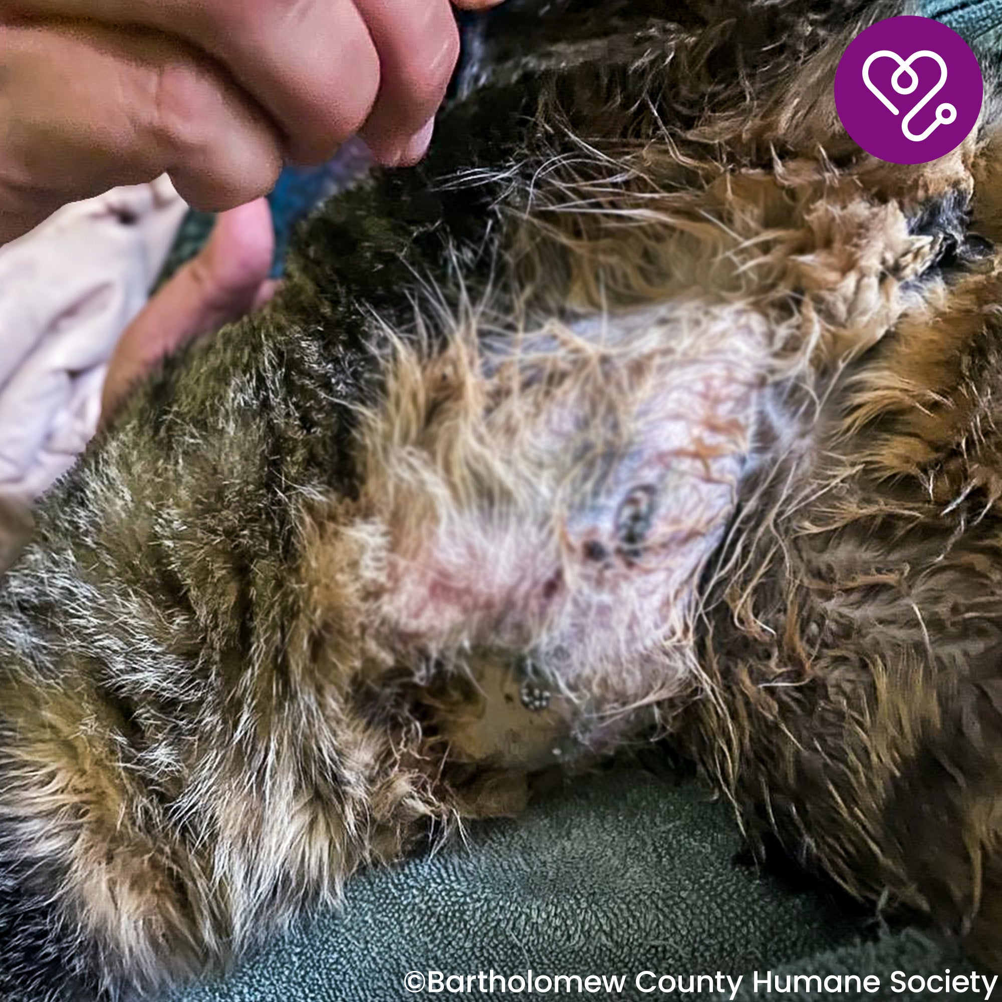 Funded: Mavis was Attacked and Needs Help to Heal、mySite、camillekostekn