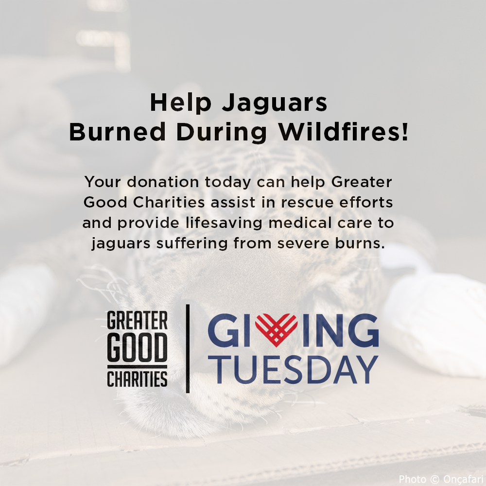 GivingTuesday: Help Jaguars Burned During Wildfires、mySite、camillekostekn