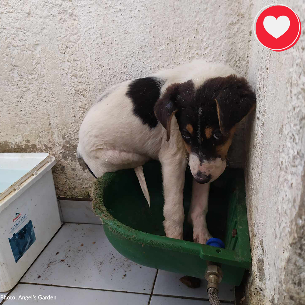 Funded: Maya Is Giving Up Hope And Needs Your Help、mySite、camillekostekn