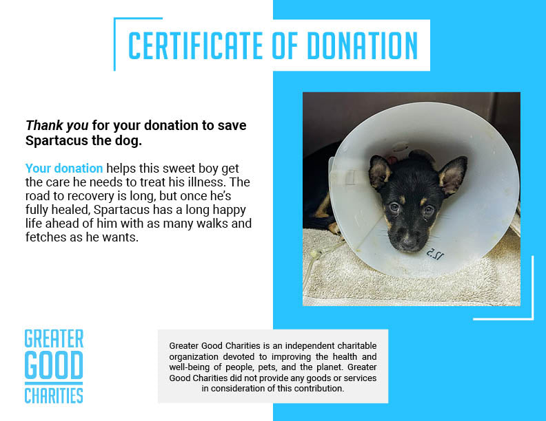 Help Spartacus Win the Battle Against Parvo、mySite、camillekostekn