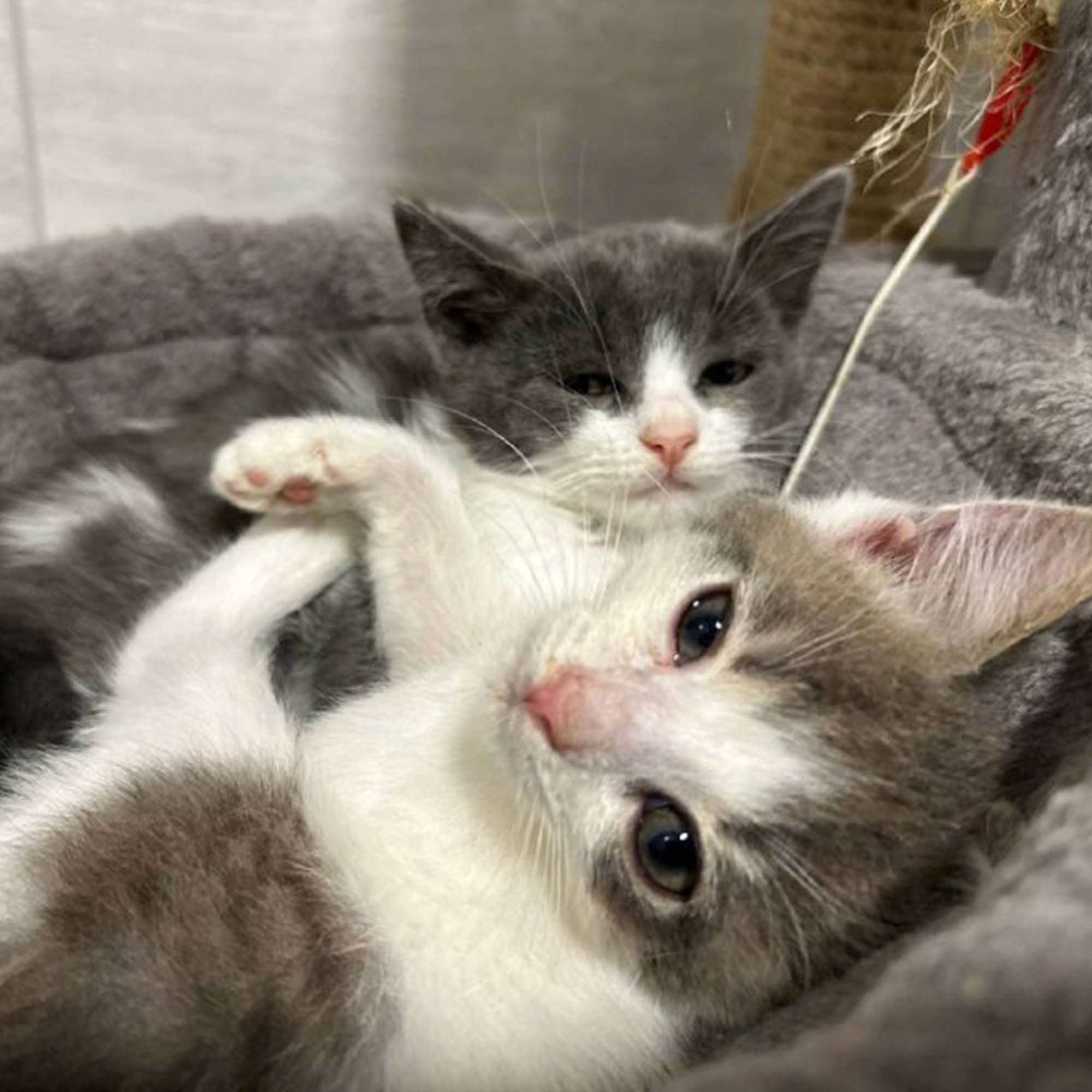 Funded: Michelle And Her Kittens Need You To Beat Severe Illness、mySite、camillekostekn